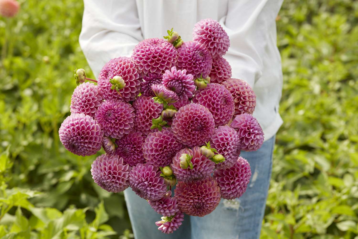 Dahlie 'Isabel'